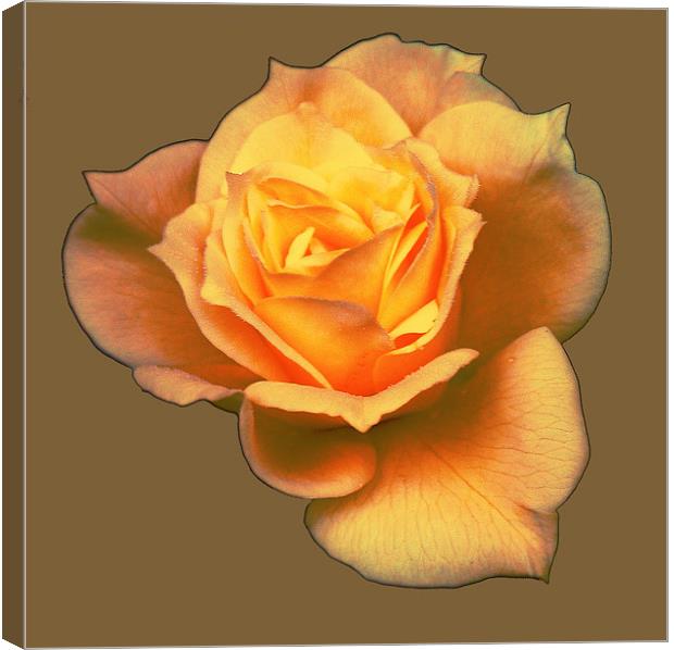 Subtle Soft Rose Canvas Print by james balzano, jr.