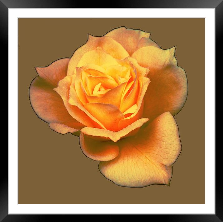  Subtle Soft Rose Framed Mounted Print by james balzano, jr.