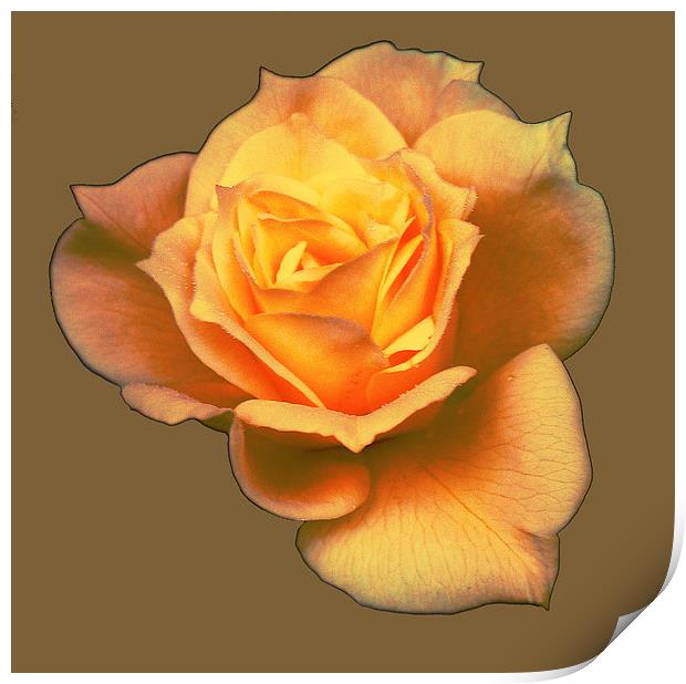  Subtle Soft Rose Print by james balzano, jr.