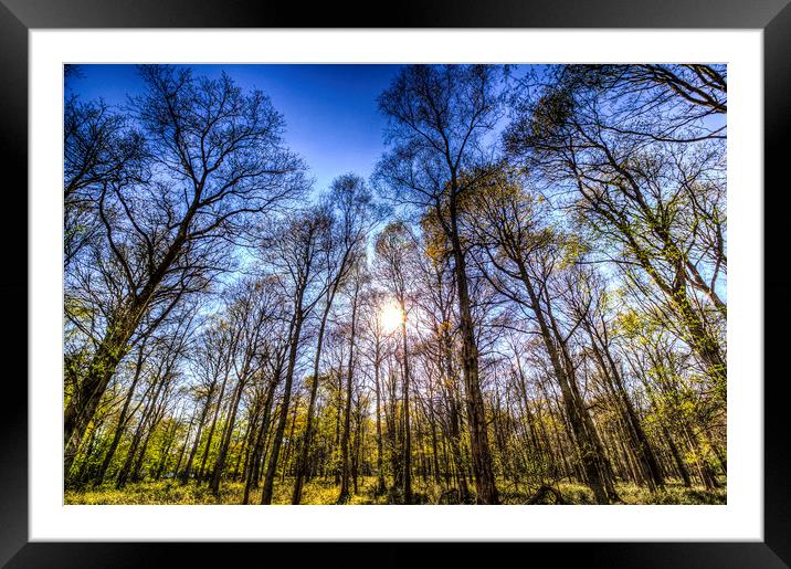 The Late Afternoon Forest Framed Mounted Print by David Pyatt