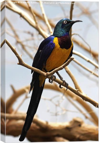 Golden-breasted starling Canvas Print by Matthew Bates