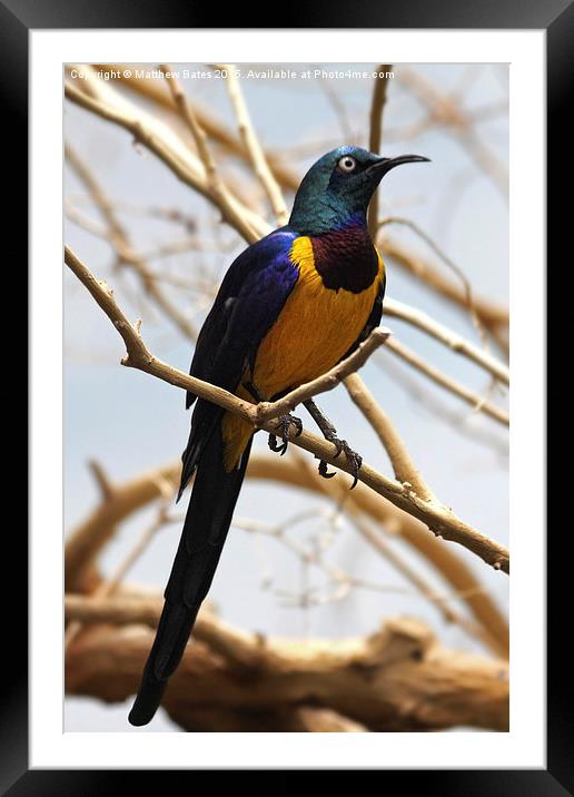 Golden-breasted starling Framed Mounted Print by Matthew Bates