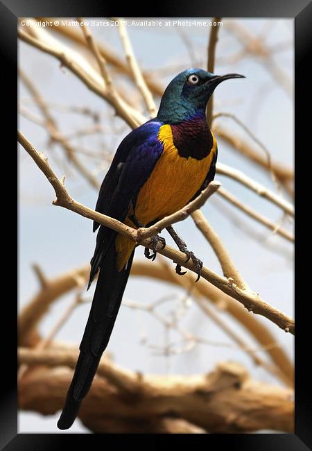 Golden-breasted starling Framed Print by Matthew Bates
