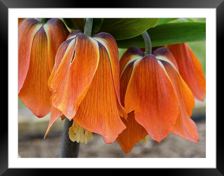  Fritillaria Imperialis Framed Mounted Print by Michelle PREVOT