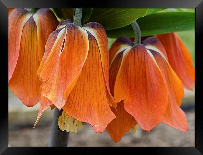  Fritillaria Imperialis Framed Print by Michelle PREVOT
