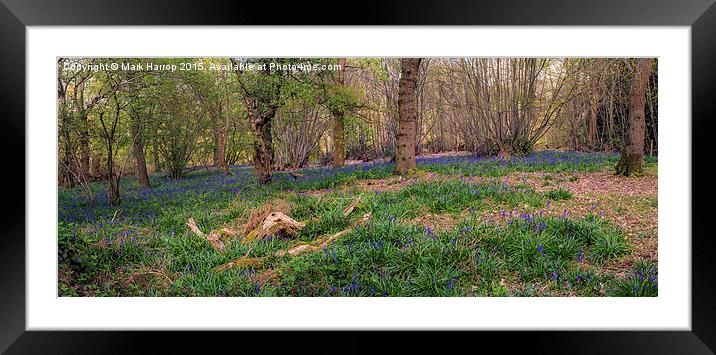  Bluebell wood panorama Framed Mounted Print by Mark Harrop