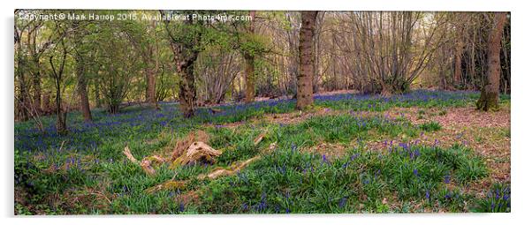  Bluebell wood panorama Acrylic by Mark Harrop