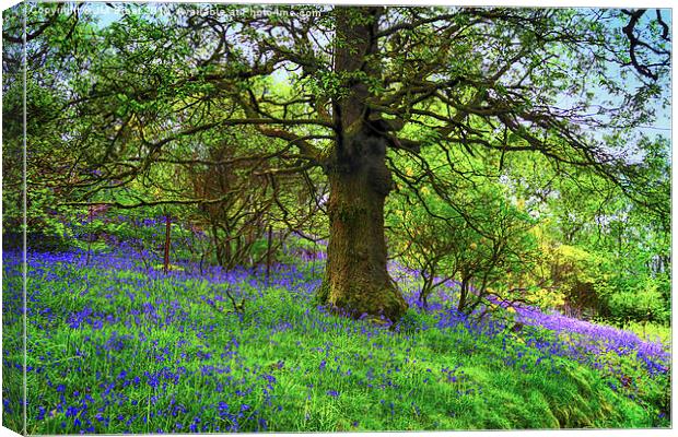 A Bluebell Symphony Canvas Print by Jane Braat