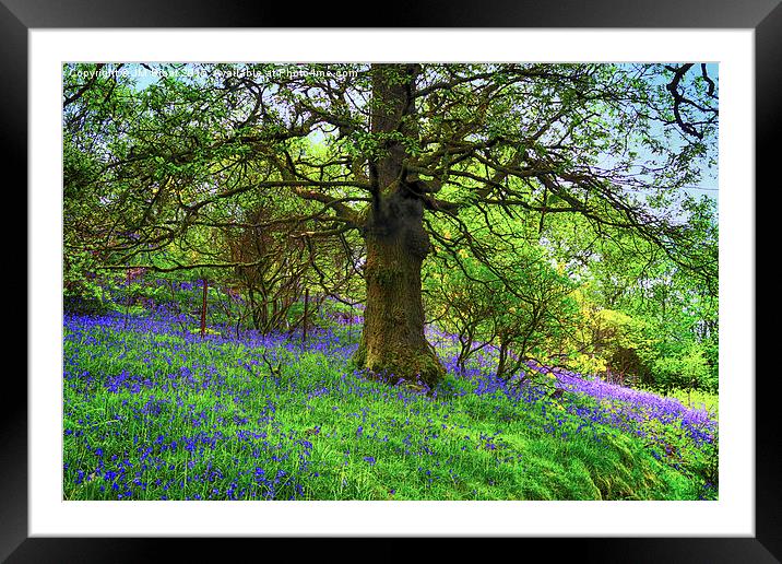 A Bluebell Symphony Framed Mounted Print by Jane Braat