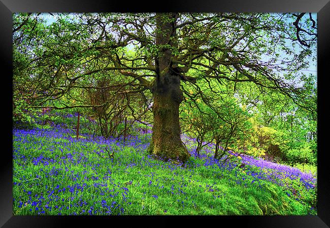 A Bluebell Symphony Framed Print by Jane Braat