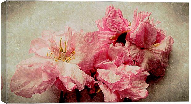  blossom closeup Canvas Print by dale rys (LP)