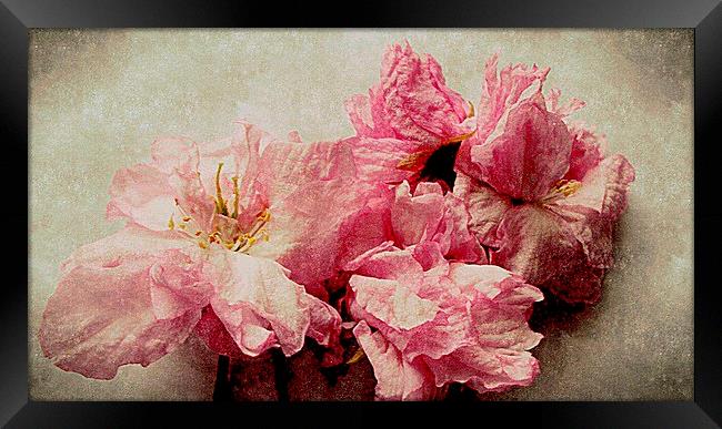  blossom closeup Framed Print by dale rys (LP)
