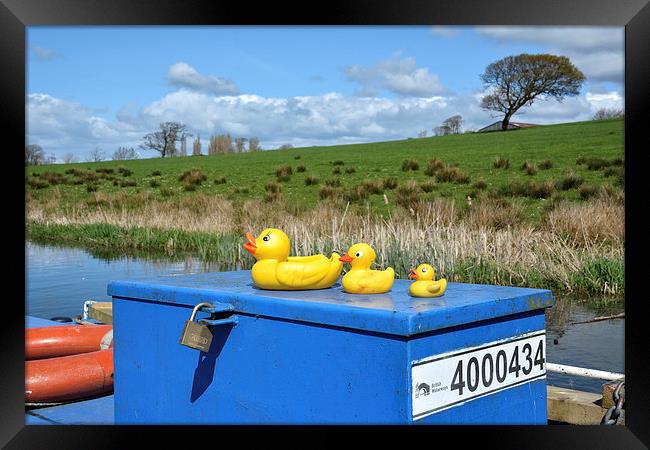  Rubber Ducks On The Lancaster Canal Framed Print by Gary Kenyon