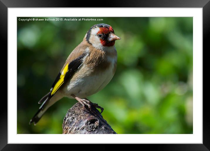  Goldfinch Framed Mounted Print by shawn bullock