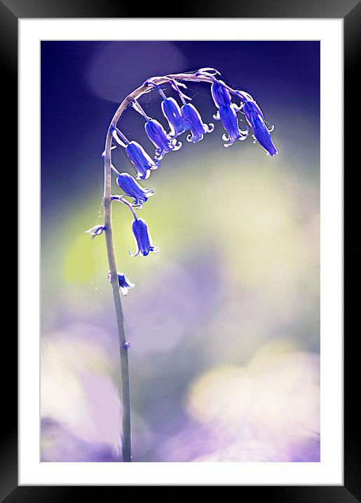 Bluebell flower  Framed Mounted Print by Dawn Cox
