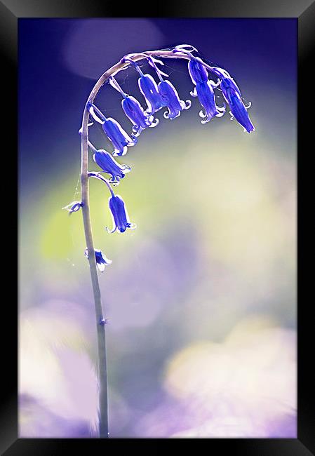 Bluebell flower  Framed Print by Dawn Cox