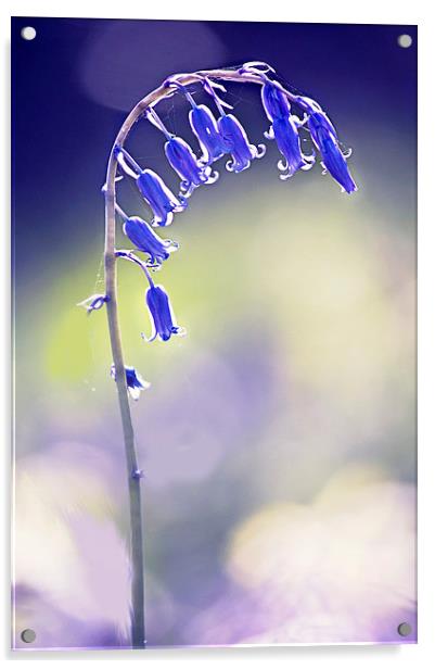 Bluebell flower  Acrylic by Dawn Cox