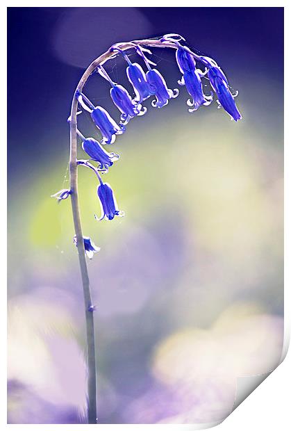 Bluebell flower  Print by Dawn Cox