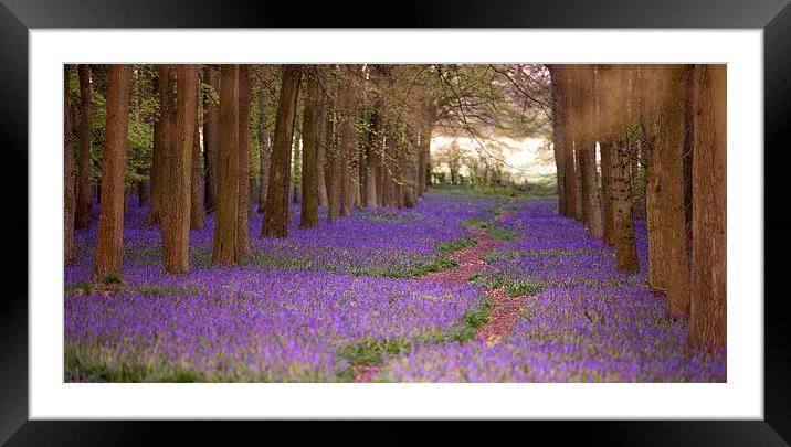 Bluebells Framed Mounted Print by Inguna Plume