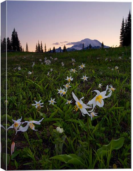 Avalanche of Lillies Canvas Print by Mike Dawson