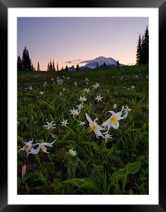 Avalanche of Lillies Framed Mounted Print by Mike Dawson