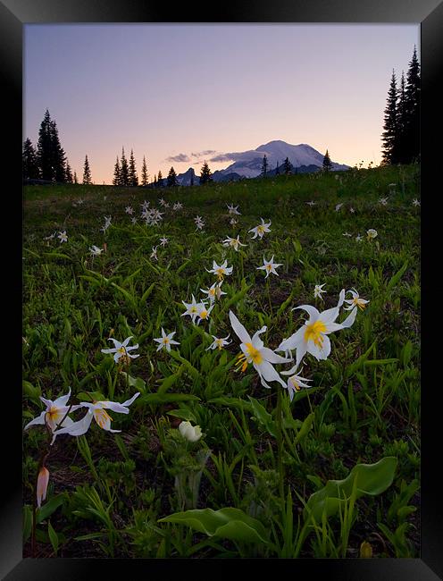 Avalanche of Lillies Framed Print by Mike Dawson