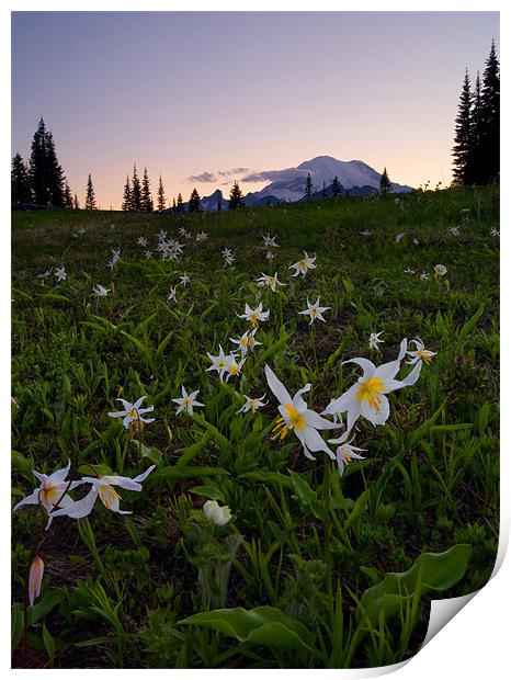 Avalanche of Lillies Print by Mike Dawson