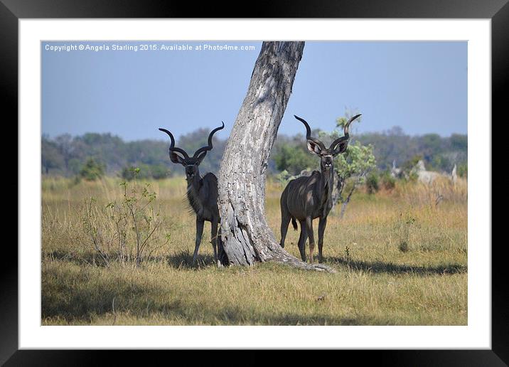  African Kudu  Framed Mounted Print by Angela Starling
