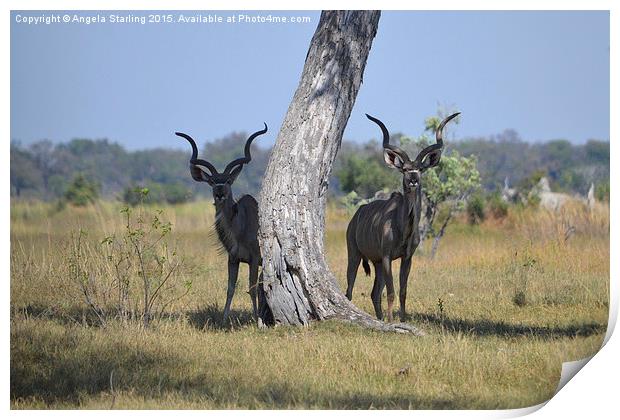  African Kudu  Print by Angela Starling