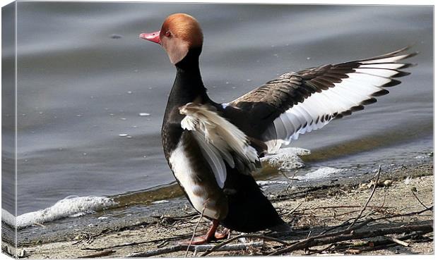 The Red Crested Pochard Canvas Print by Trevor White