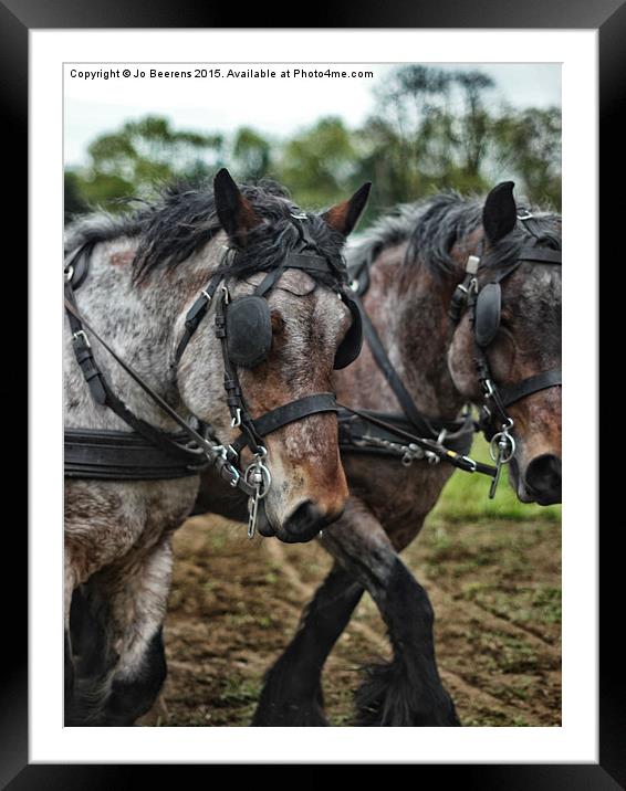 Belgian Draft horses Framed Mounted Print by Jo Beerens