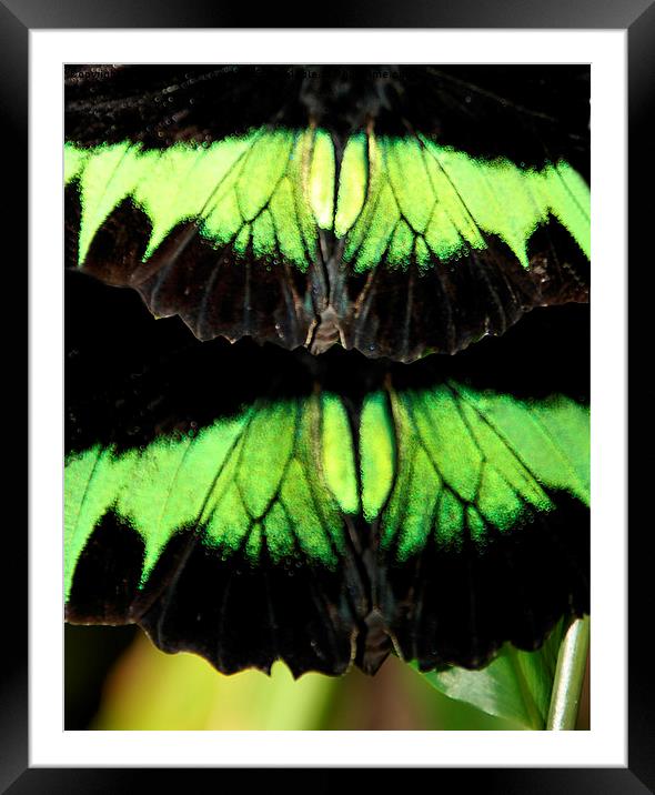  Butterfly Abstract Framed Mounted Print by Carole-Anne Fooks