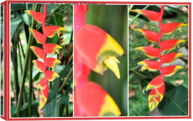 Heliconia Composite  Canvas Print by Carole-Anne Fooks