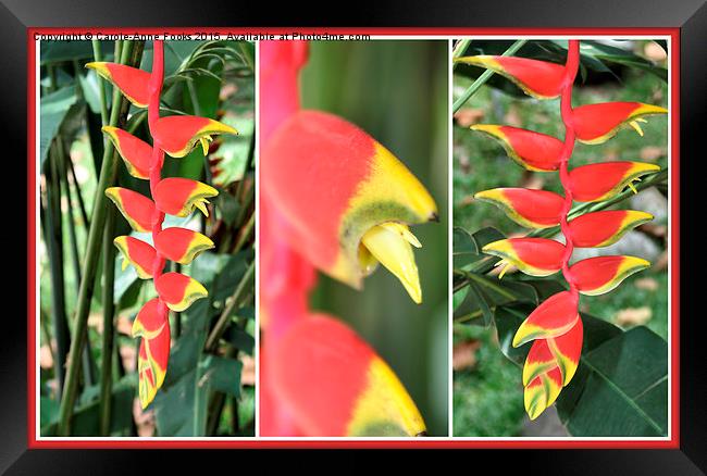 Heliconia Composite  Framed Print by Carole-Anne Fooks