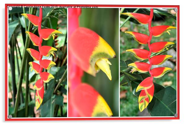 Heliconia Composite  Acrylic by Carole-Anne Fooks