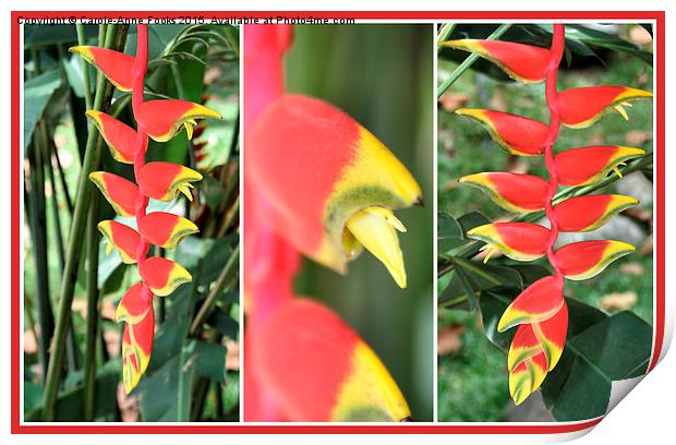 Heliconia Composite  Print by Carole-Anne Fooks