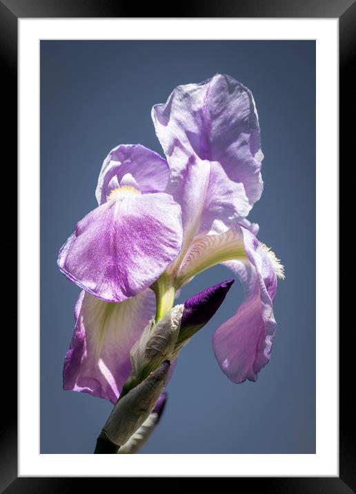  Iris in the Sky Framed Mounted Print by Brent Olson