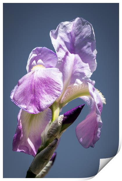  Iris in the Sky Print by Brent Olson