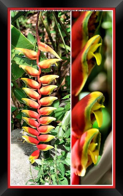 Heliconia Composite #2 Framed Print by Carole-Anne Fooks