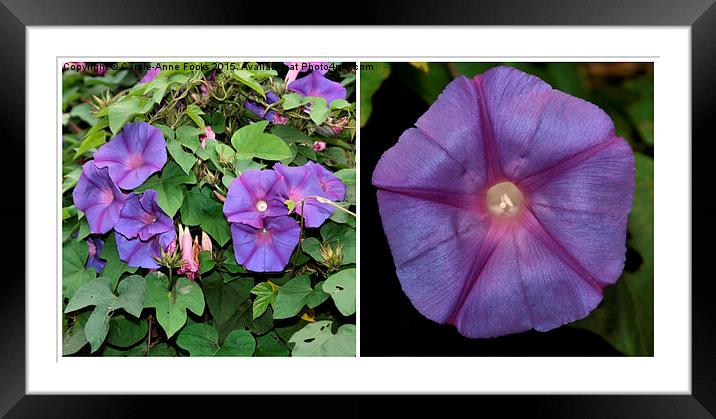  Morning Glory Twice Over Framed Mounted Print by Carole-Anne Fooks