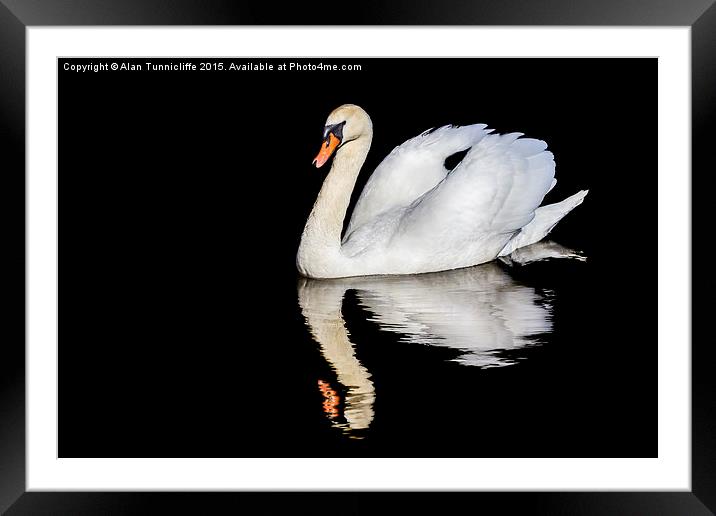  Mute swan with reflection Framed Mounted Print by Alan Tunnicliffe