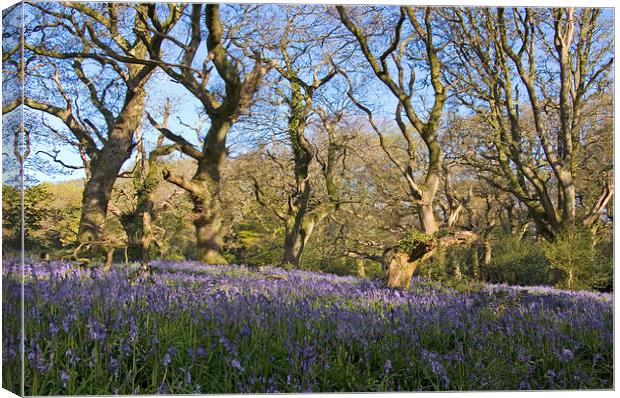  Batcombe Bluebells Canvas Print by Colin Tracy