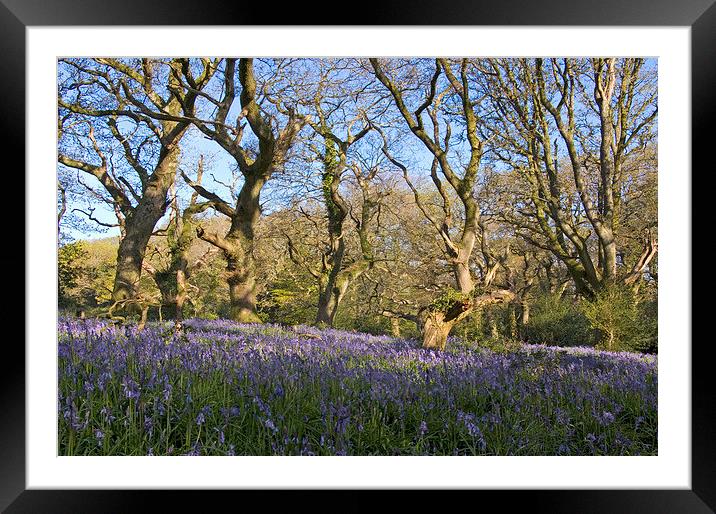  Batcombe Bluebells Framed Mounted Print by Colin Tracy