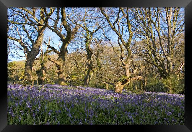  Batcombe Bluebells Framed Print by Colin Tracy