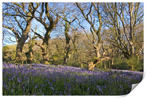  Batcombe Bluebells Print by Colin Tracy