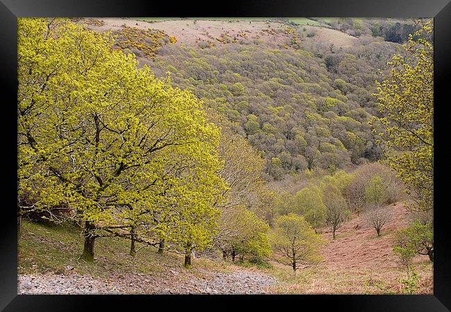  Spring Oaks on Exmoor Framed Print by Colin Tracy