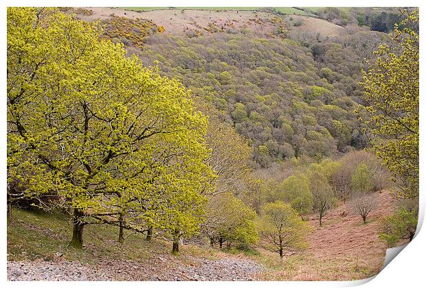  Spring Oaks on Exmoor Print by Colin Tracy