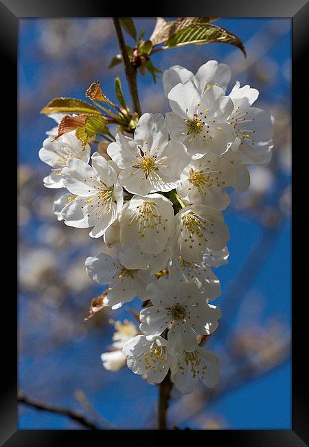  Wild Cherry Blossom Framed Print by Colin Tracy