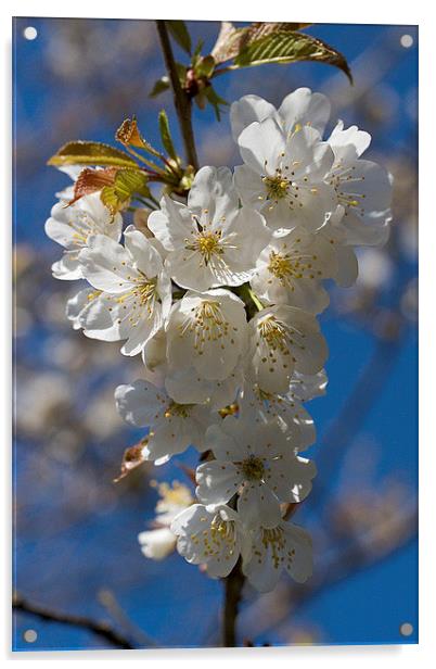  Wild Cherry Blossom Acrylic by Colin Tracy