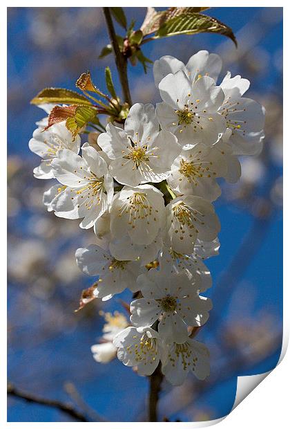  Wild Cherry Blossom Print by Colin Tracy